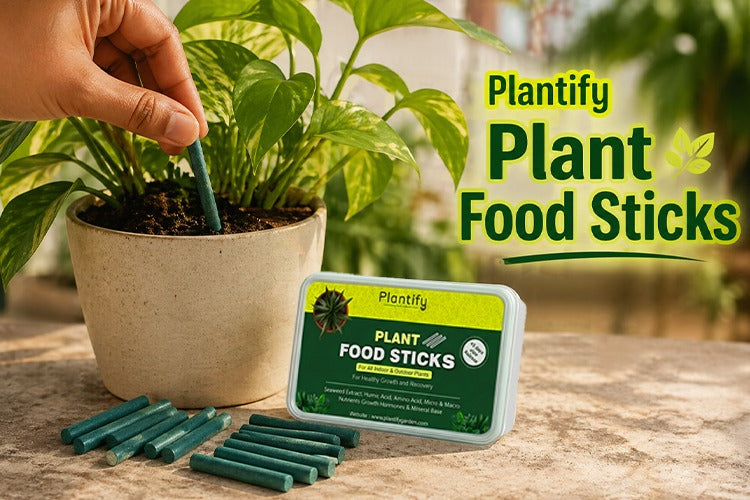 Best Organic Plant Fertilizer Sticks Guide | Easy Indoor Plant Food for  Healthy Growth  Plantify Garden