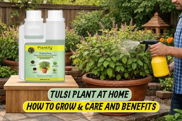 Tulsi Plant at Home - How to Grow and Care