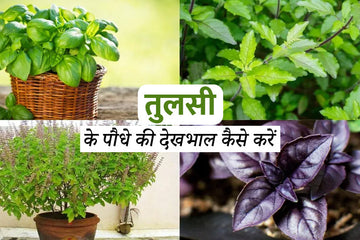 जाने कैसे करें तुलसी के पौधे की देखभाल- How to care for basil plant in Hindi