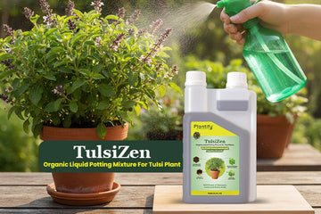 How to Grow Healthy Tulsi Plants: The Complete Guide to Organic Care