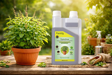 The Ultimate Tulsi Plant Care Guide: From Yellowing Leaves to Lush Growth