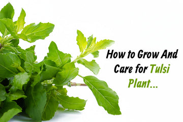 What Makes Tulsi Plants Turn Brown and How to Prevent It?