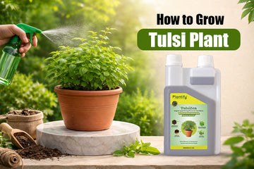 How to Grow and Maintain a Healthy Tulsi Plant at Home