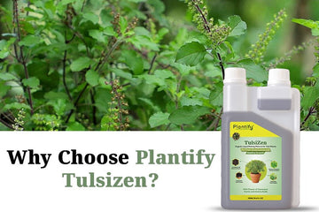 How to Maintain Tulsi Plant at Home – Complete Guide
