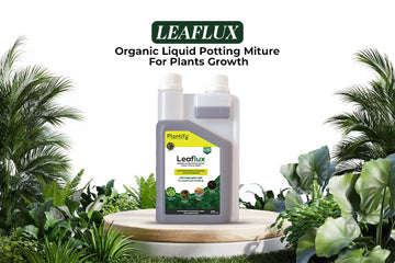 Indoor Plants के लिए Best Organic Fertilizer: घर के पौधों को स्वस्थ और हरा-भरा रखने का आसान तरीका