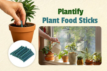 How to Grow and Take Care of Indoor Plants