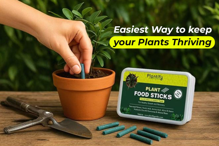 Plantify Plant Food Sticks: The Easiest Organic Nutrition for Healthy ...