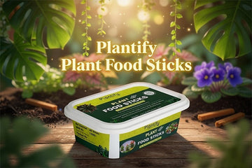 A Simple Guide to Indoor Plant Care: Make Gardening Easy and Fun