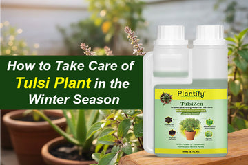 How to Care for Your Tulsi Plant in Winter: Plantify Garden