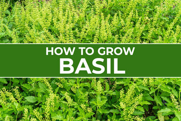 How to Grow and Care for Basil Plants—Indoors and Outside