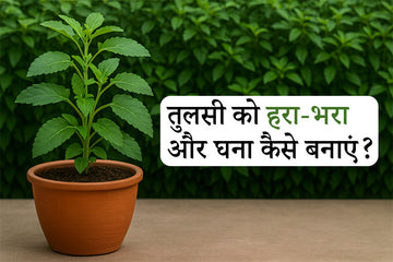 तुलसी को हरा और घना कैसे रखें?  इस तरह भीषण सर्दी में भी नहीं सूखेगा पौधा