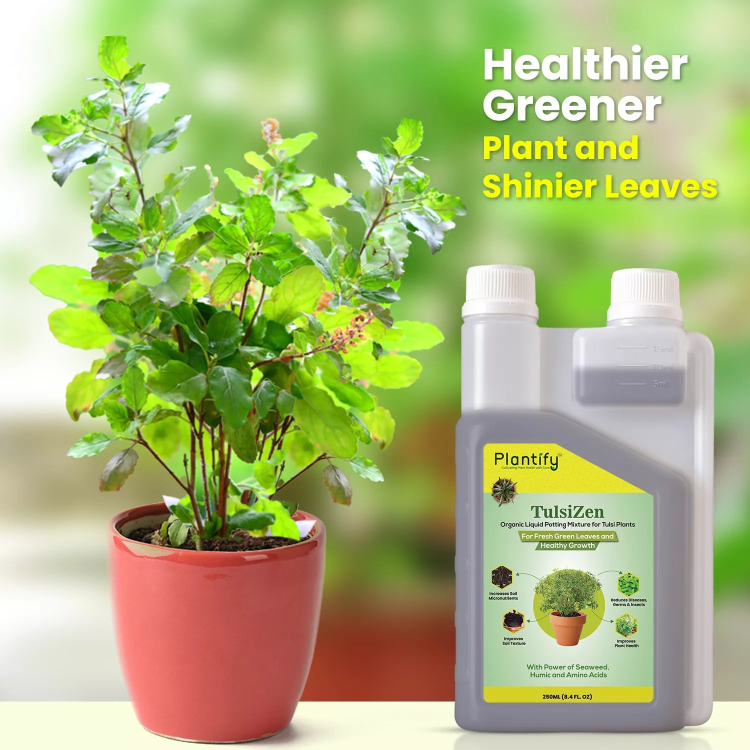 tulsi plant fertilizer Tulsi Plant Fertilizer